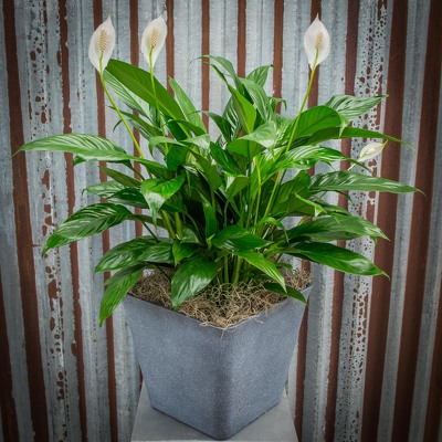 Peace Lily - 6